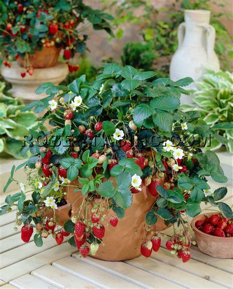 Types Of Everbearing Strawberry Plants at Jose Huggins blog