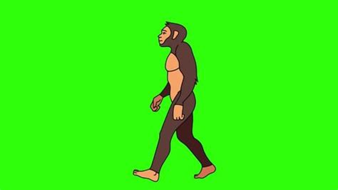 Image result for Evolution Animation