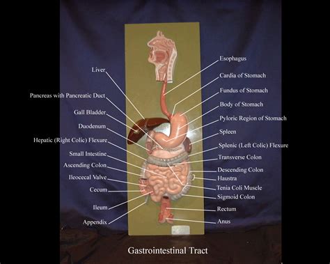 Digestive System Anatomy Model Labeled