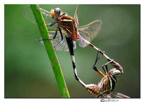 go2india.in : two dragon flies mating close up view