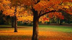 Beautiful Tree Images by Beautiful Tree Wallpapers Wallpaper Cave Beautiful Tree Images