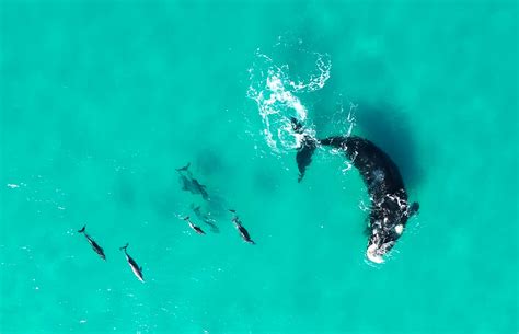 What do dolphins and whales think of each other? Scientists have new ...