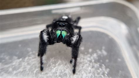 SKAKUN Phidippus regius Dos Gardenas L4 - Arachnohobbia