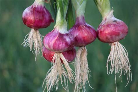 Onion Farming : कांदा लागवड शेतकऱ्यांना बनवणार लखपती! मात्र 'या ...