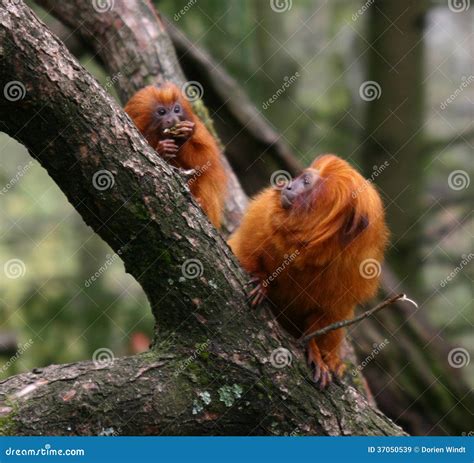 Golden Lion Tamarin Monkeys Stock Image - Image of monkey, primate ...