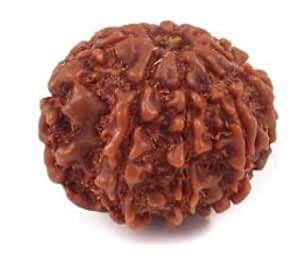 GANESHAGEMS Nau Mukhi Rudraksha Original Nepali Holy Beads Nine Face ...
