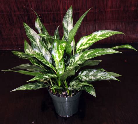 Chinese Evergreen Plant Care