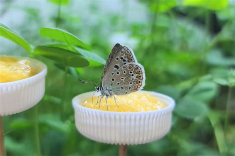 How do butterflies eat? - Exploratory Ecology