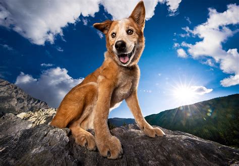 High Protein Dog Food Formulas | Native Dog Food