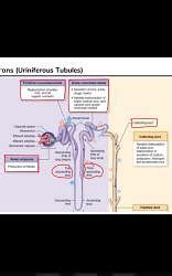 Nephrons(Uriniferous Tubules) - NEET PDF Download