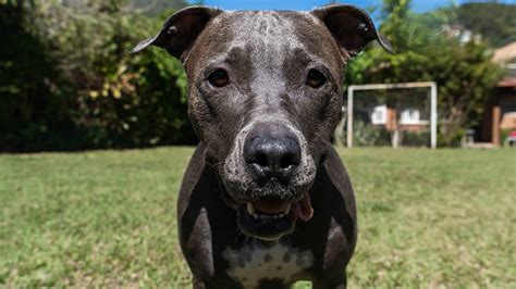 Blue Nose Pitbull Mixed With German Shepherd