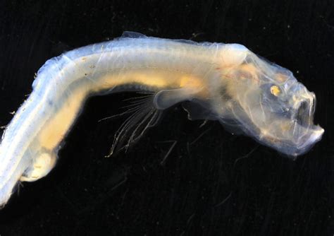 Photos of Newly Discovered Deep-Sea Creatures Living in the Remote Ocean | PetaPixel