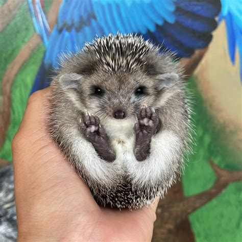 Hedgehog Species For Sale | Dragonstone Ranch