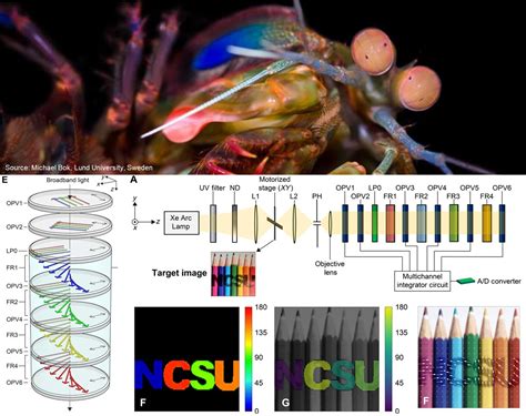 Mantis Shrimp Eye Diagram