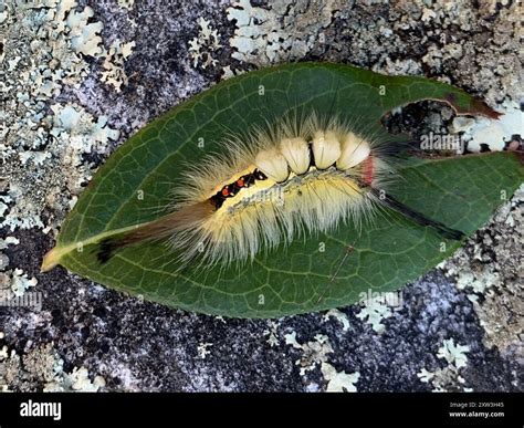 White-marked Tussock Moth (Orgyia leucostigma) Insecta Stock Photo - Alamy