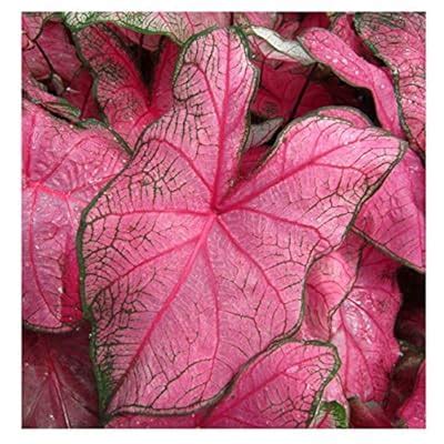 Fannie Munson Caladium - 3 Top Size Bulbs - Hardy in India | Ubuy
