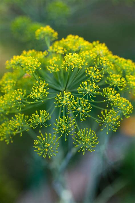 10 Great Dill Companion Plants {And Some To Avoid} | Boreal Bloom Homestead