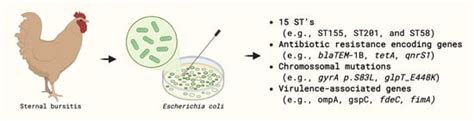 Genomic Analysis of Antibiotic Resistance and Virulence Profiles in ...