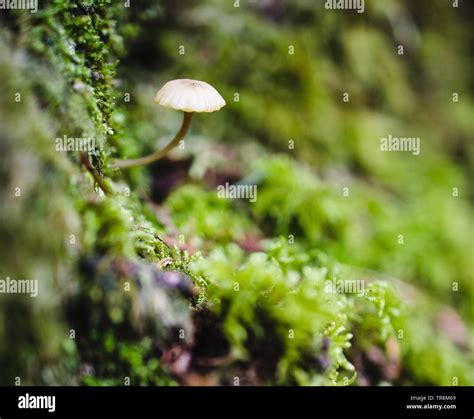 Haymaker's Mushroom, Panaeolina foenisecii Stock Photo - Alamy