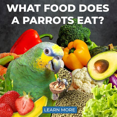 What Food Do Parrots Eat? Parrot Essentials Blog