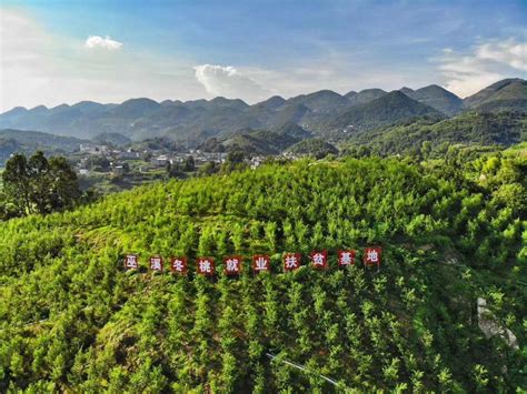 重庆巫溪探索现代山地特色高效农业发展路径-半月谈