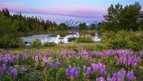 Revealed in Nature - Private Photography Tours (Jackson) - 2022 What to ...