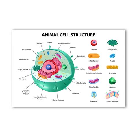 Cell Structure Poster 的图像结果