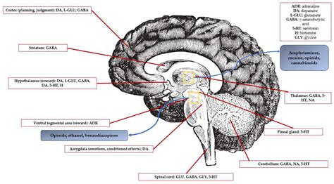 Amphetamine Effects On The Brain - painting of your mind on amphetamine
