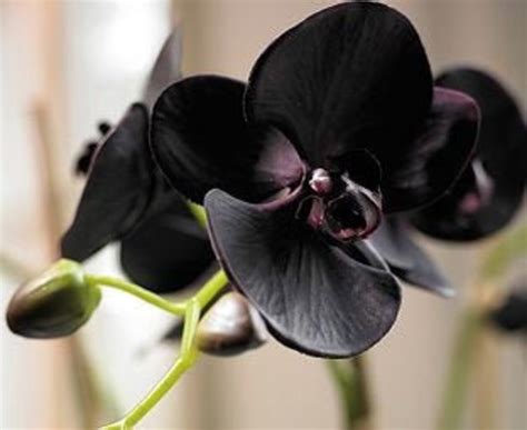 The Black Orchid Flower at Mary Bevis blog