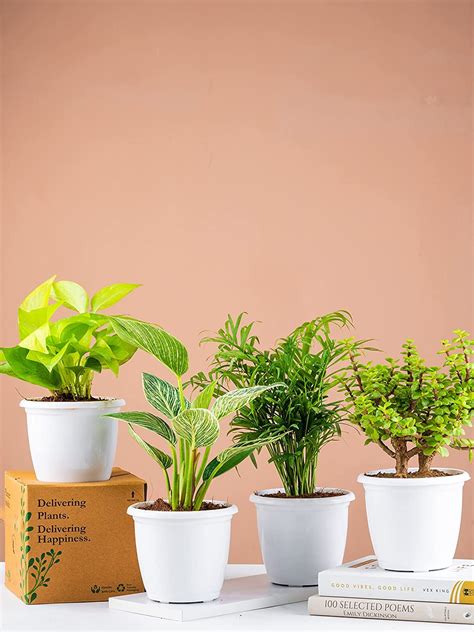 Combo of 4 Air Purifying Indoor Plants in 4 Inch White Plastic Pots for ...