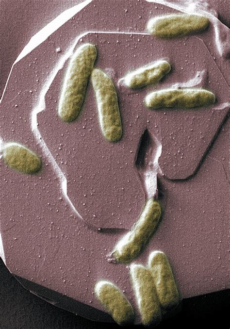 Electric Bacteria Could Be Used for Bio-Battery | Live Science