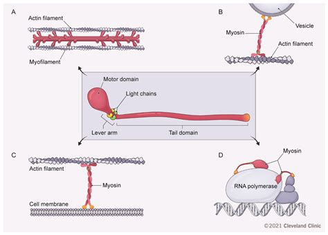 Myosin Motors: Novel Regulators and Therapeutic Targets in Colorectal ...