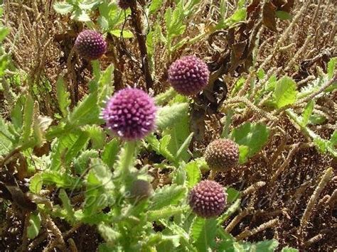 Al-Kowzer International., - Dindigul, India