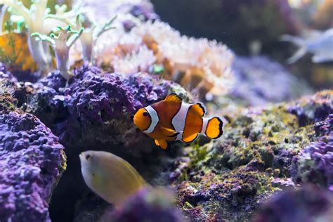 Clownfish | SEA LIFE Bangkok Ocean World