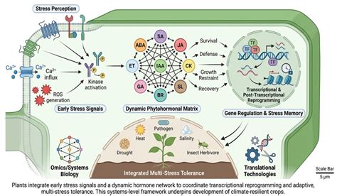 Molecular Mechanisms of Plant Stress Tolerance: From Stress Perception ...