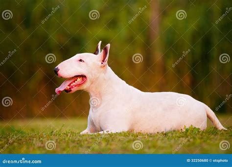 White English Bull Terrier Dog Stock Photo - Image of canine, domestic ...