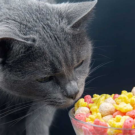 Can Cats Eat Raspberries? Safe or Not? Everything You Need To Know!