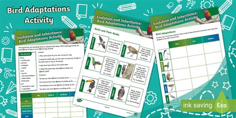 Bird Adaptations Activity (teacher made) - Twinkl