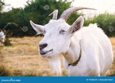 White Goat with Horns Closeup Stock Image - Image of outdoor, nature ...