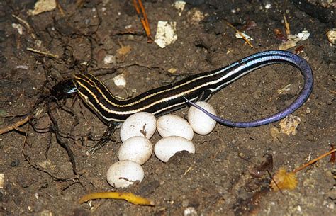 Blue-tailed Skink Facts, Habitat, Diet, Life Cycle, Baby, Pictures