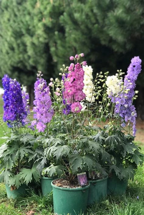 辰山植物园蓝色精灵大花飞燕草轻盈绽放-中国植物园联盟