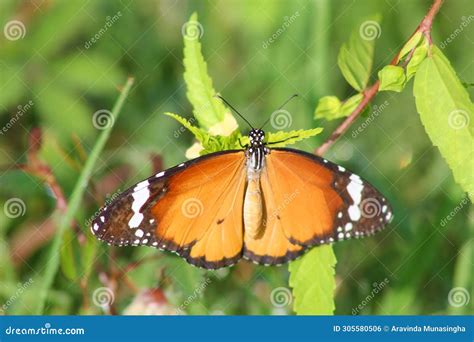 Beautiful Orange Color Butterfly in Sri Lanka Stock Photo - Image of green, butterfly: 305580506