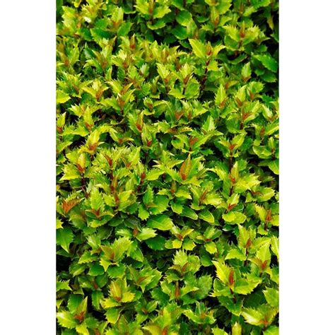 Monrovia White Little Rascal Holly (Male) Flowering Shrub in 2.54 ...
