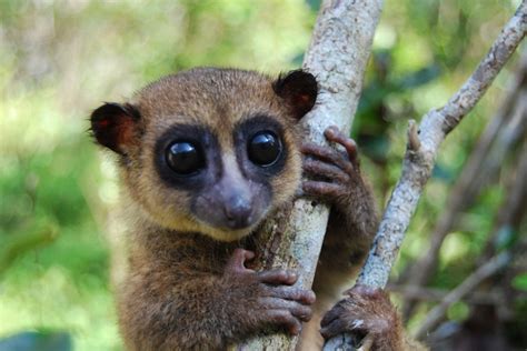 Big-Eyed, Fluffy-Tailed Lemur Species Discovered