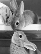 Image result for Pretty Bunnies