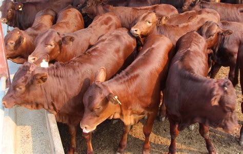 200-500斤小公牛肉牛犊批发价格 济宁 禽畜种苗-食品商务网
