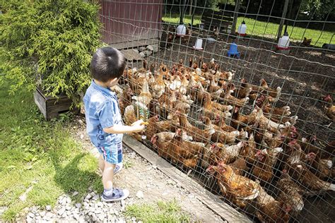 Local Famrers 的图像结果