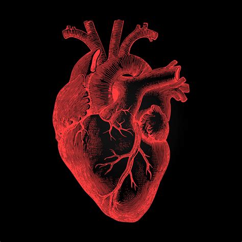 Heart Anatomy Wallpapers - Wallpaper Cave - Anatomy Human Heart Wallpaper