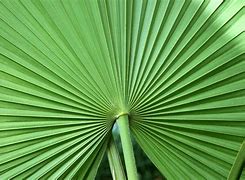 Image result for Tropical Plant Desktop Wallpaper