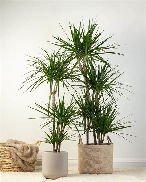 A Real-World Guide to Dragon Tree Care (So You Don’t Accidentally Kill It)